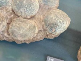 恐龙蛋化石？这是恐龙蛋化石吗有没有收藏价值？请懂的人帮看下，谢谢？
