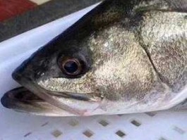 海鲈鱼产地（南方那种南方鲈鱼？）