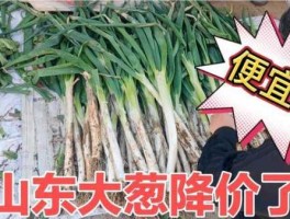 大葱价格，2021年下半年大葱价格能便宜吗？