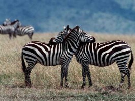 斑马王国，木兰花乡不夜城动物王国有啥动物？