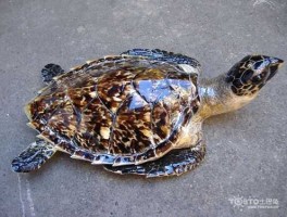 玳瑁 玳瑁是什么眼睛？