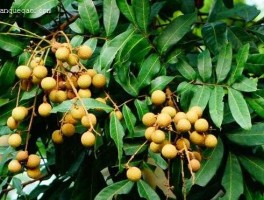 96106（十二片叶的龙眼是什么品种？）