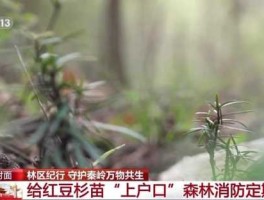 保健枕 给爸爸买了一个红豆杉枕保健枕，该怎么用比较好？