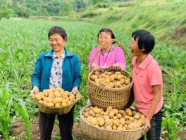 土豆上市？恩施土豆成熟季节？