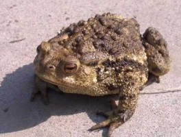 蟾蜍有毒吗（癞蛤蟆有毒吗？）