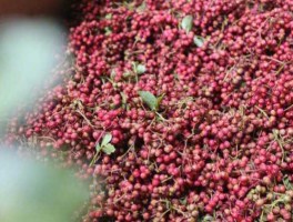 花椒价格 一亩花椒2021年能卖多钱？