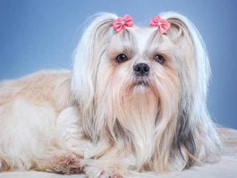 西施犬价格（适合女生养的小型动物？）
