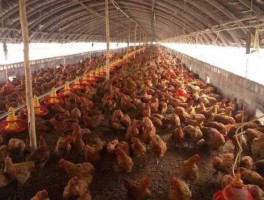 肉鸡网 肉鸡怎么养殖？好养吗？能赚钱吗？