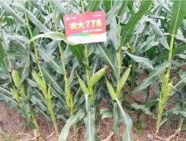 84农业网？农大84玉米品种在山东怎么样？