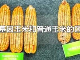 转基因成分？转基因玉米中转入的基因成分含量多少？